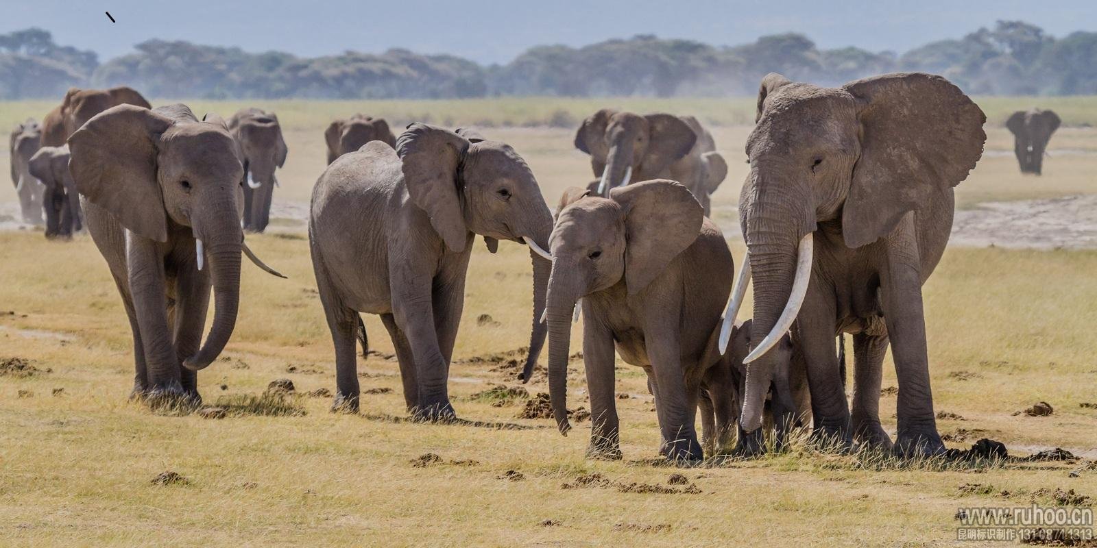 大幅喷绘设计效果图